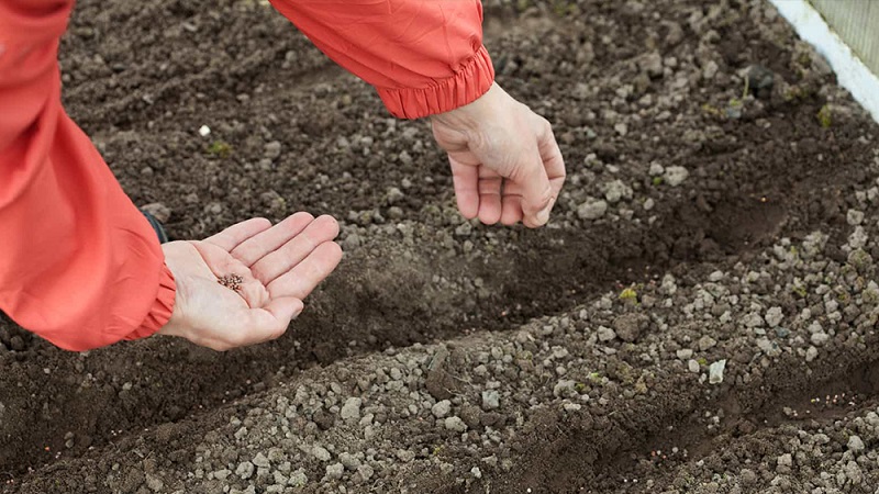 Cum este mai bine să plantezi conopidă: răsaduri și metode fără semințe