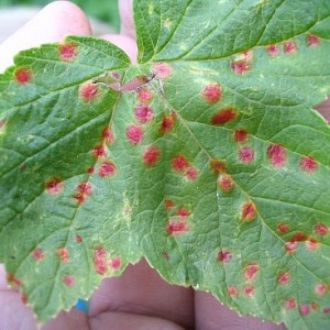 Why do red spots appear on currant leaves and how to deal with them