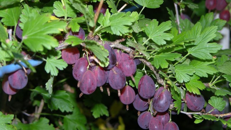 Grushenka, variedade de groselha sem reprodutor tardio médio