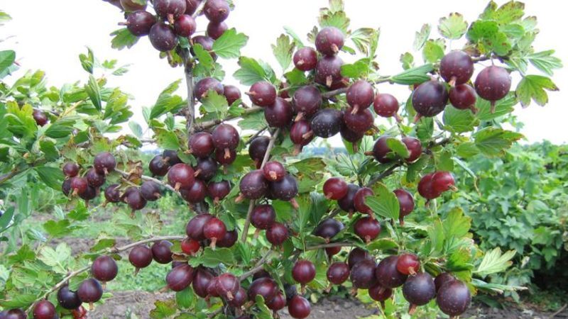 Varietà di uva spina senza borchie medio tardiva Grushenka