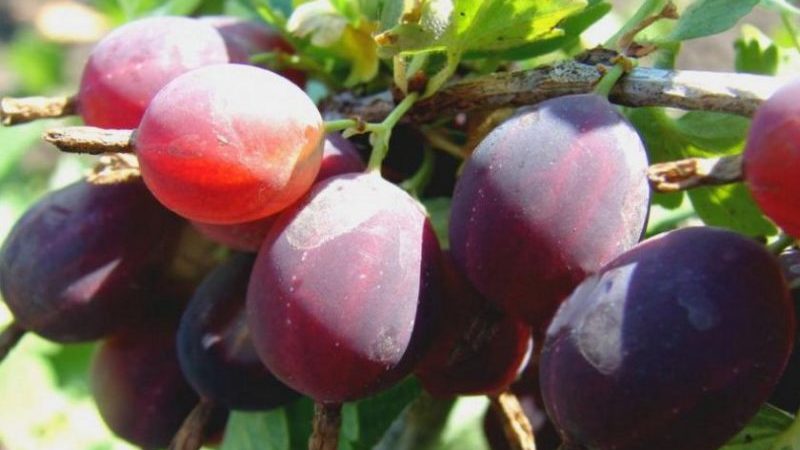 Late-ripening gooseberry iba't-ibang Petsa