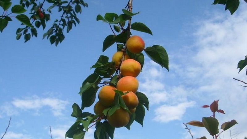 Apricot Sibiryak Baikalova: paglalarawan ng iba't-ibang, mga tampok ng paglilinang, mga pagsusuri