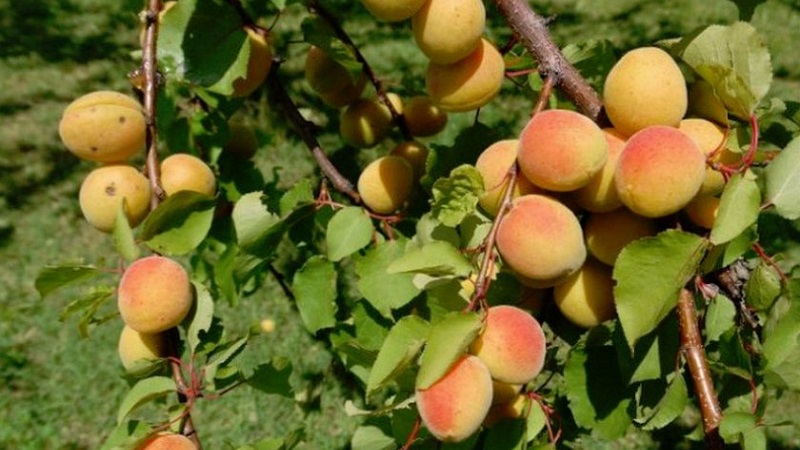 Apricot Sibiryak Baikalova: paglalarawan ng iba't-ibang, mga tampok ng paglilinang, mga pagsusuri