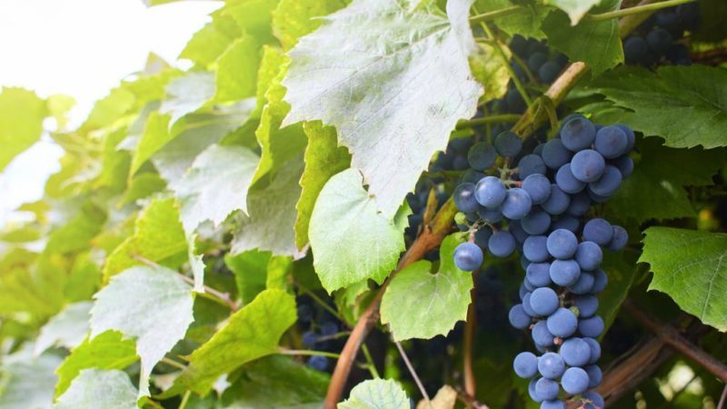 Uma seleção das melhores variedades de uva amplamente resistentes e recomendações para sua seleção