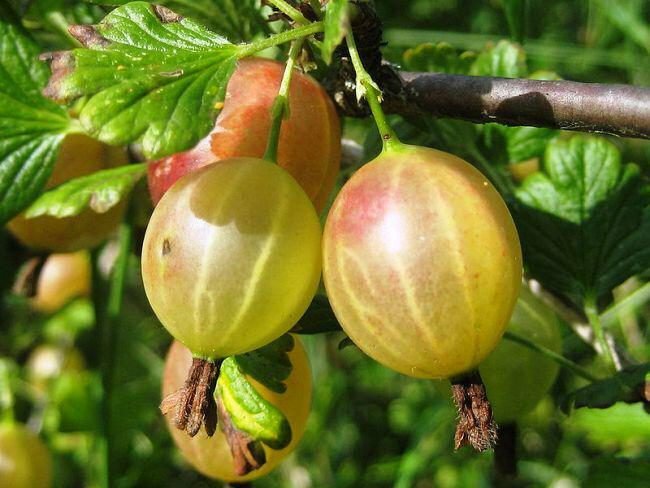 Der hartnäckige Altai mit Stachelbeeren und niedrigem Dorn ist nummeriert und garantiert eine reiche Ernte an süßen Beeren