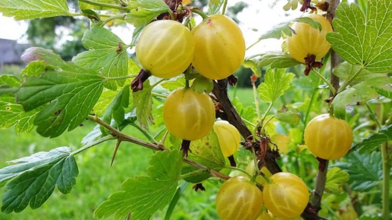 Persistent low-thorn gooseberry Altai numbered, guaranteeing a rich harvest of sweet berries