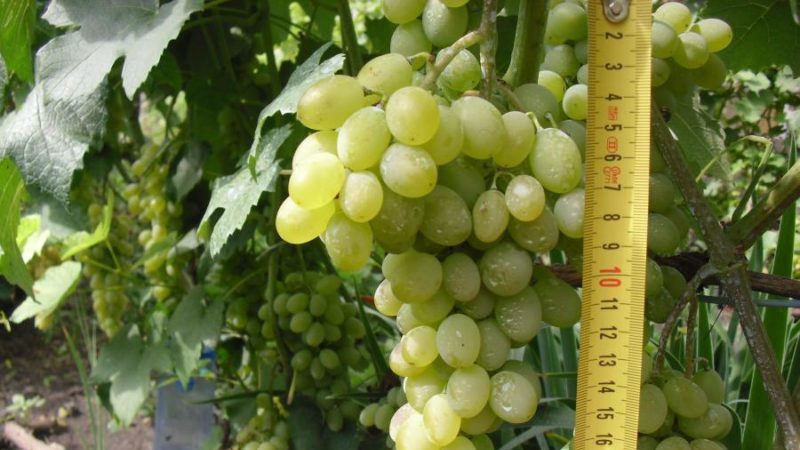 Valikoima parhaiten kokonaiskestäviä viinirypälelajikkeita ja suosituksia niiden valinnalle