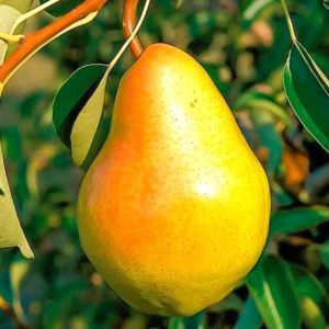 Die besten selbstfruchtbaren Birnensorten: Anbaueigenschaften