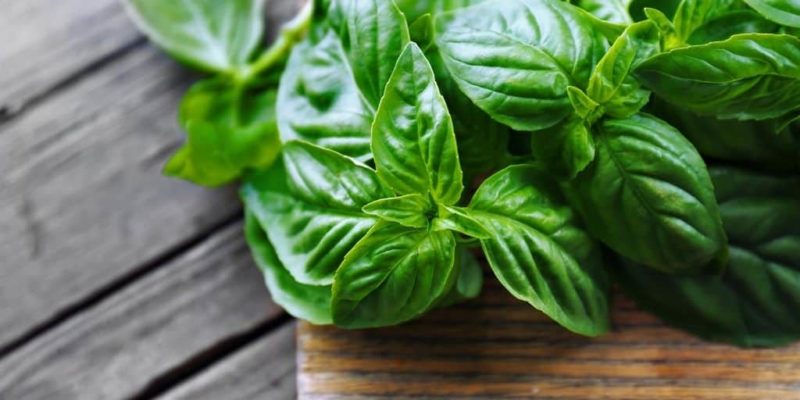Is basil possible during pregnancy