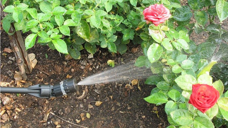 Hoe struiken te beschermen en hoe rozen in het voorjaar te behandelen tegen ziekten en plagen