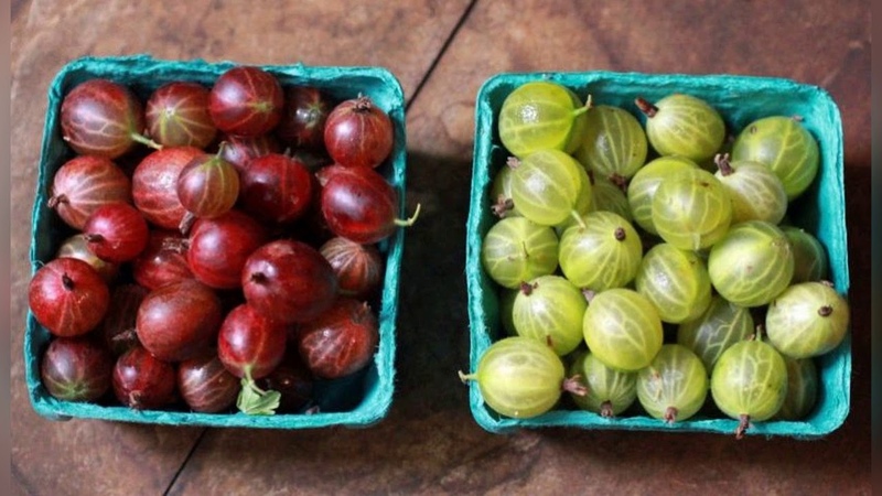 Why gooseberries are good for women
