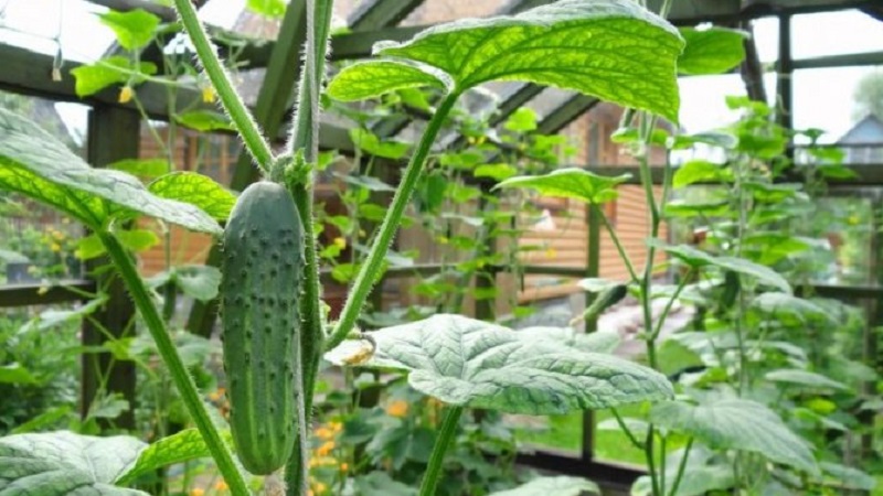 Co je užitečné pro krmení okurek ve skleníku kvasinkami, jak je vařit a správně používat