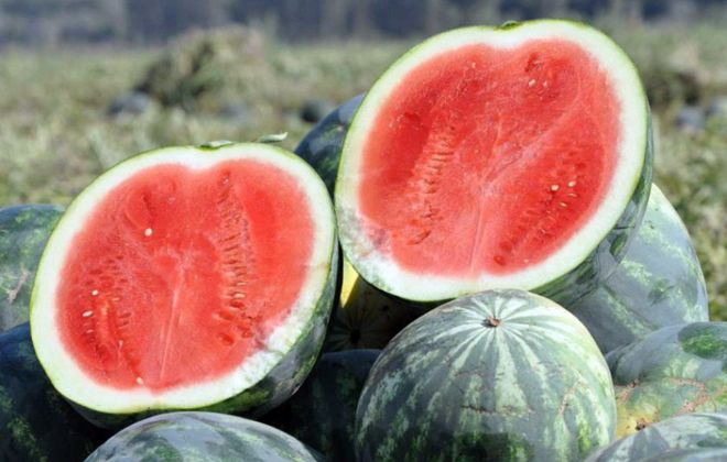 Čo je dobré na melóne bez semien, aké odrody existujú a ako ho pestovať