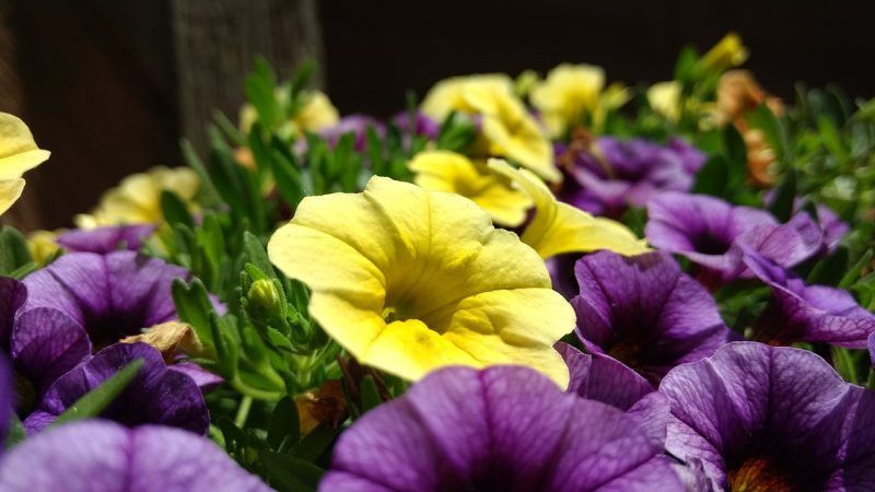 Waarom petunia-bloemen goed zijn en hoe ze correct kunnen groeien