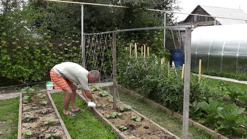 Instruções para a formação de pepinos em uma treliça em campo aberto para novos residentes de verão
