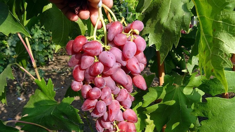 Una selección de las mejores variedades de uva de resistencia integral y recomendaciones para su selección