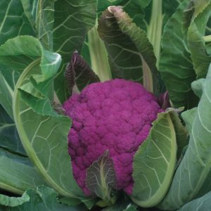 Purple cauliflower: description and photo