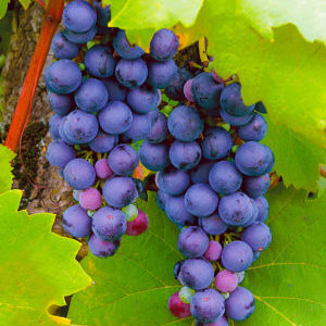 Geriausių visapusiškai atsparių vynuogių veislių pasirinkimas ir jų pasirinkimo rekomendacijos