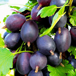 Varietà di uva spina senza borchie medio tardiva Grushenka