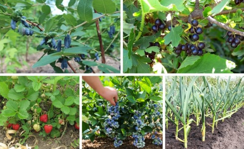 Regras de rotação de culturas para o cultivo de bagas: é possível plantar groselhas pretas e vermelhas nas proximidades