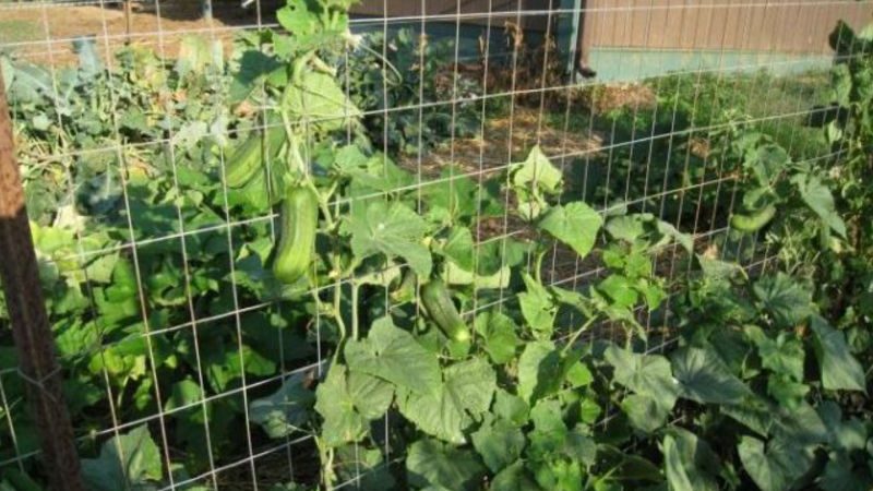 Instructions for the formation of cucumbers on a trellis in the open field for novice summer residents