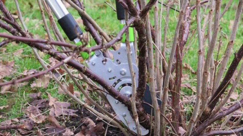 Step-by-step instructions on how to prune currants in the spring to have a good harvest