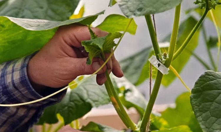 Hoe komkommers in de kas te knijpen en andere zorgmethoden van planten tot oogsten