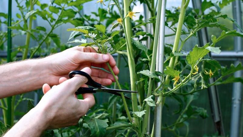 We leren van ervaren zomerbewoners hoe je tomaten correct knijpt: een analyse van de nuances en een stapsgewijze beschrijving van het proces
