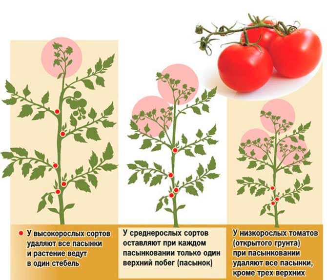 Chúng tôi học hỏi từ những cư dân có kinh nghiệm mùa hè cách tỉa cà chua đúng cách: phân tích các sắc thái và mô tả từng bước về quy trình
