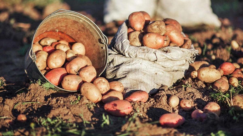 Hur man odlar en god skörd av potatis: tips för odling, hur man odlar