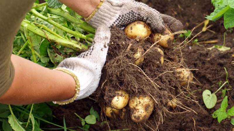 Küçük bir alanda bile arazinizde iyi bir patates mahsulü nasıl elde edilir