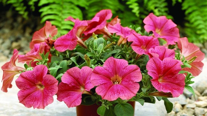 Najbolji načini za produljenje cvatnje petunija u loncima: savjet iskusnih uzgajivača cvijeća