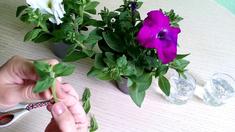 2 easy ways to keep petunias until spring at home