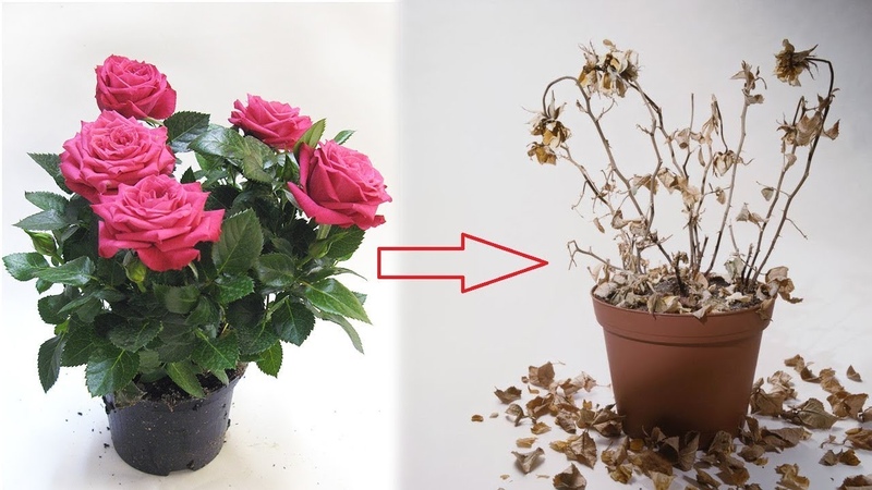كيفية رعاية وردة منزلية في إناء - دليل لبائعي الزهور المبتدئين