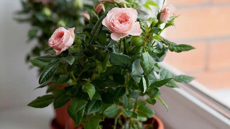 Como cuidar de uma rosa doméstica em um vaso - um guia para floristas iniciantes