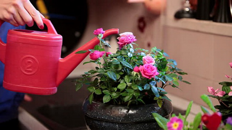 Hoe zorg je voor een huisroos in een pot - een gids voor beginnende bloemisten