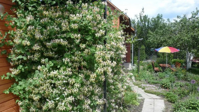 Madressilva e outras variedades de madressilva decorativa em paisagismo