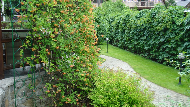 Madressilva e outras variedades de madressilva decorativa em paisagismo