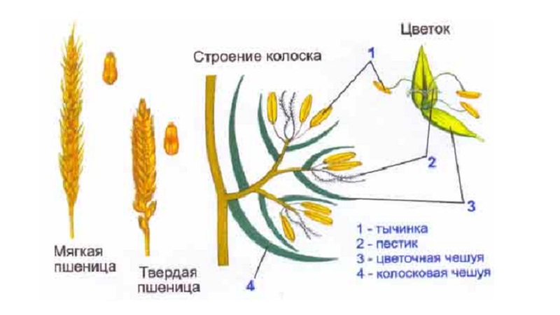 Buğdayın kulağı - yapısı, botanik tanımı ve özellikleri