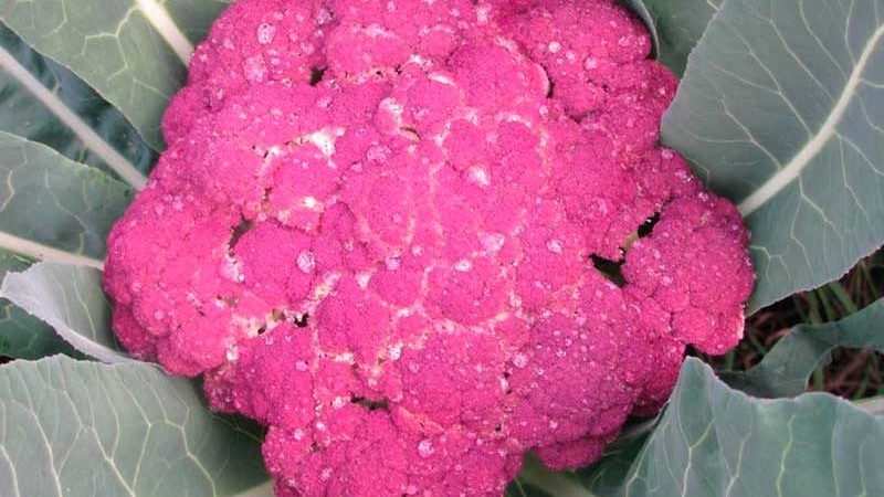 Lila cauliflower: paglalarawan at larawan