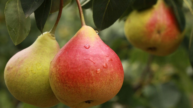 Die besten selbstfruchtbaren Birnensorten: Anbaueigenschaften