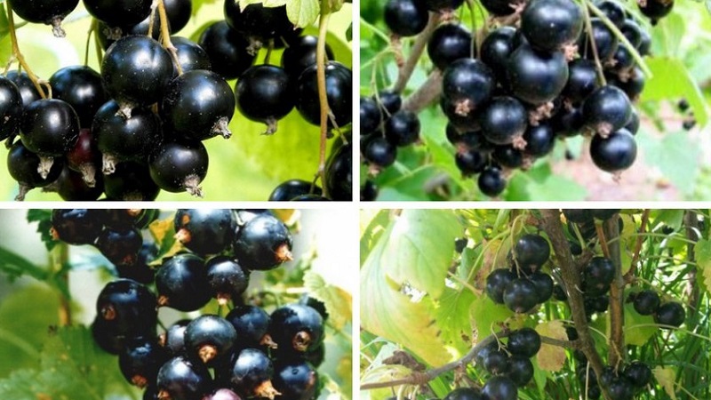 The best varieties of black and red currants for the Leningrad region