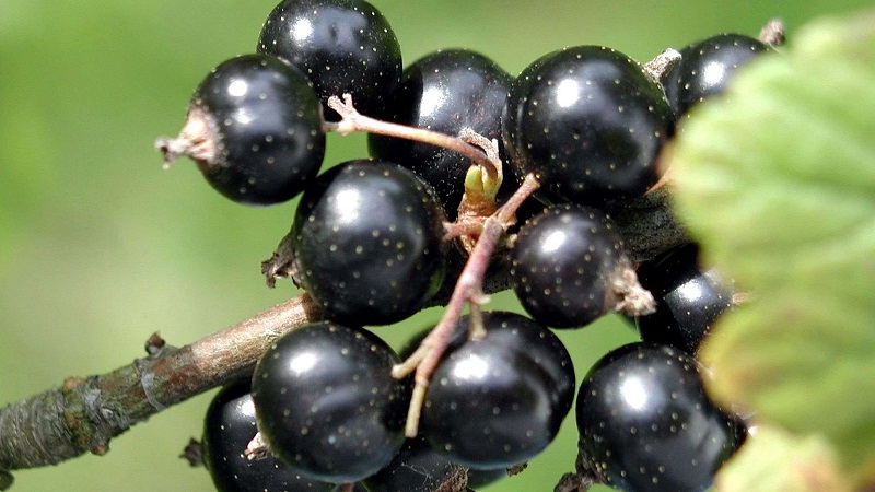 The best varieties of black and red currants for the Leningrad region