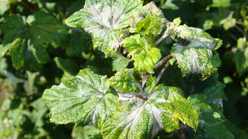 Measures to combat powdery mildew on currants, if berries have already appeared in spring