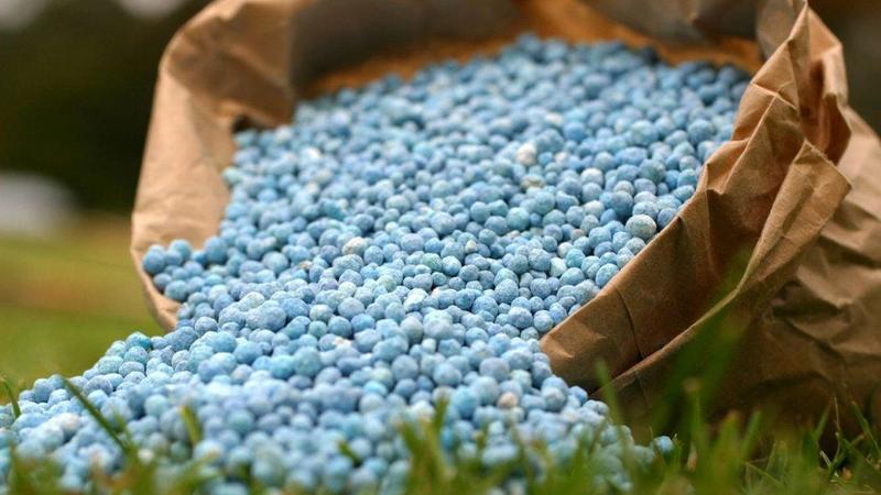 Cómo y qué alimentar a las grosellas en junio: los mejores fertilizantes y las reglas para su introducción.