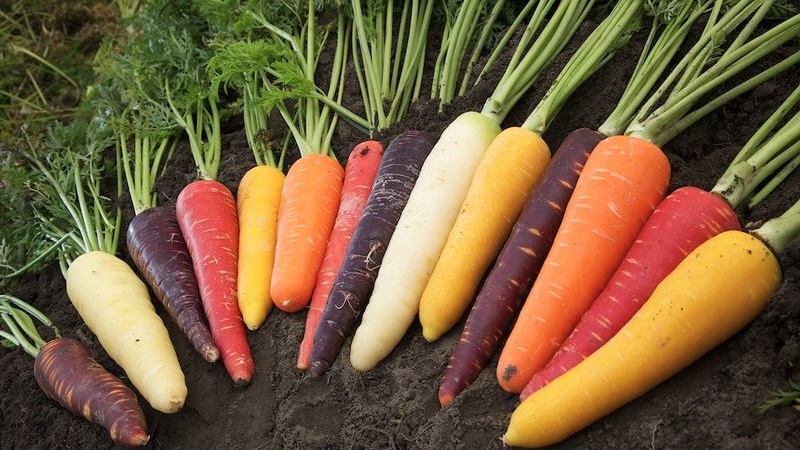 Carottes - de quel type de plante il s'agit, combien il pèse, en quoi il consiste - tout sur les carottes