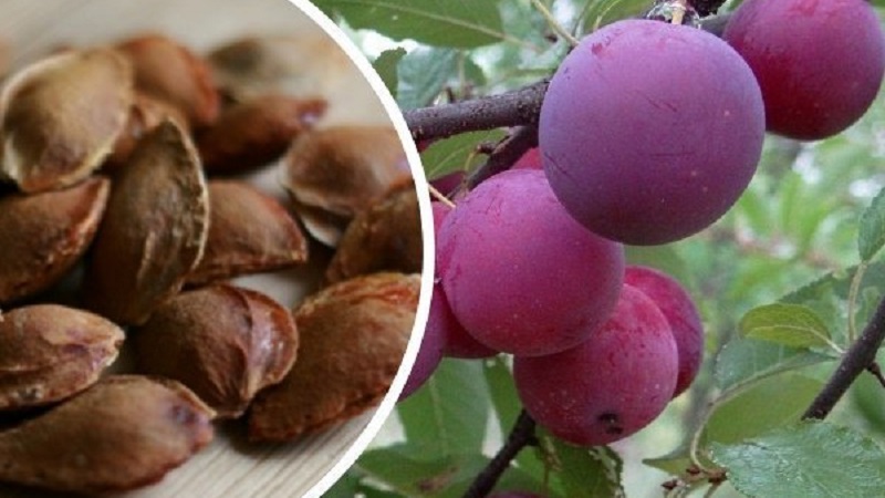 Ar įmanoma namuose auginti vyšnių slyvą iš akmens ir kaip tai padaryti?