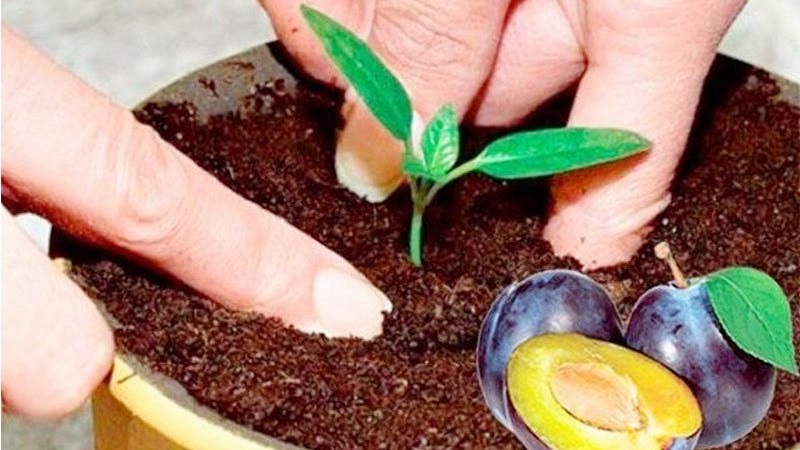 Je li moguće uzgajati trešnja šljiva od kamena kod kuće i kako to učiniti