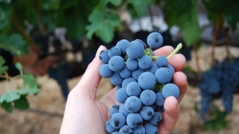 Quais cuidados com a uva são necessários em junho e como realizá-los adequadamente