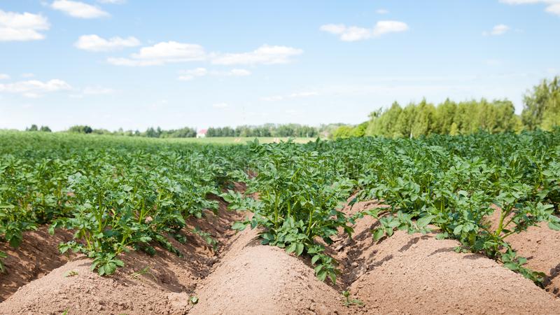 What is the seeding rate of potatoes per 1 hectare in tons and how to calculate it correctly